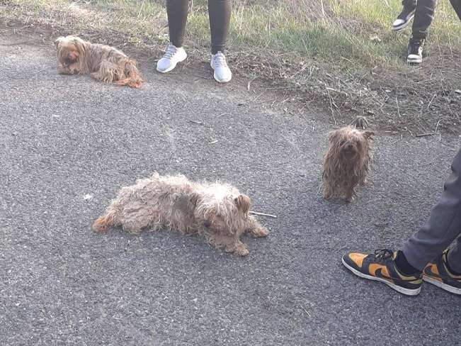 pfotenretterungarn Jill (16)