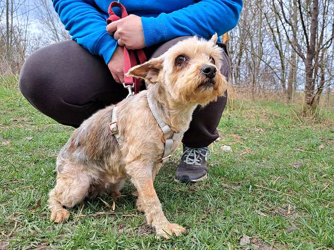 pfotenretterungarn Jill (7)