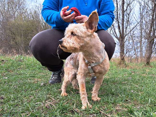 pfotenretterungarn Jill (8)