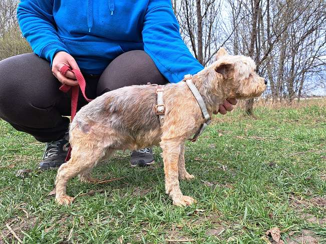 pfotenretterungarn Jill (9)