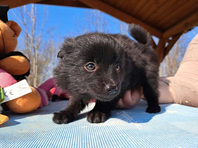 pfotenretterungarn Katinka (2)