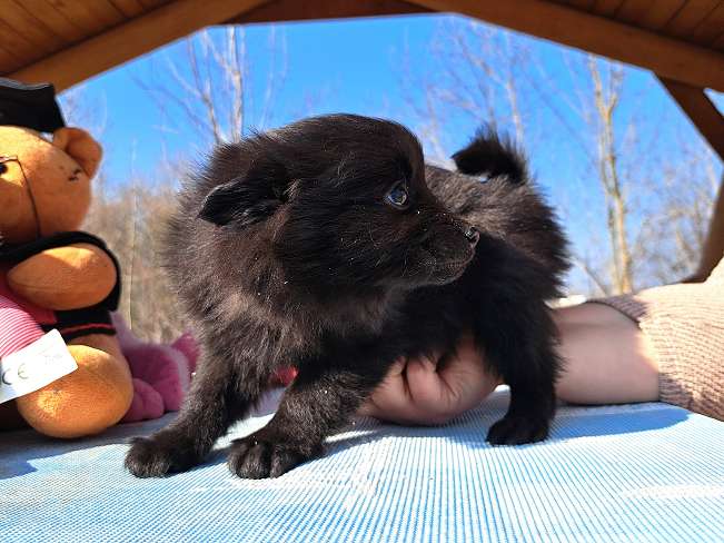 pfotenretterungarn Katinka (3)