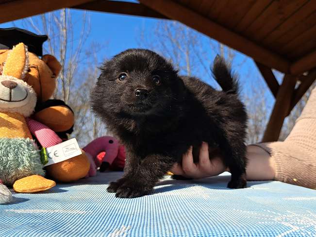 pfotenretterungarn Katinka (4)