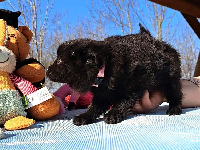 pfotenretterungarn Katinka (5)