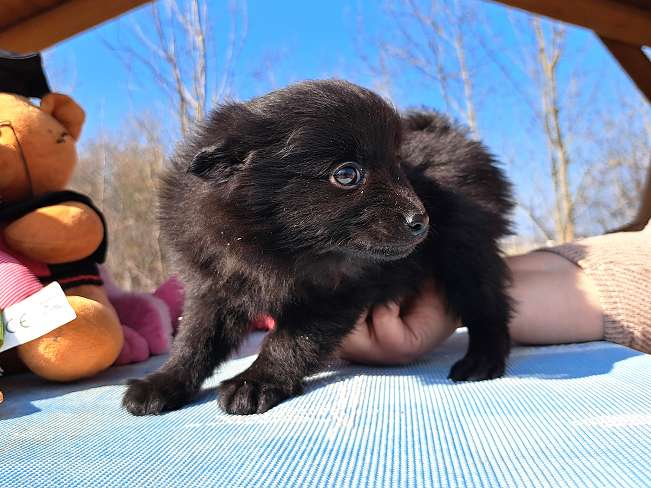 pfotenretterungarn Katinka (6)