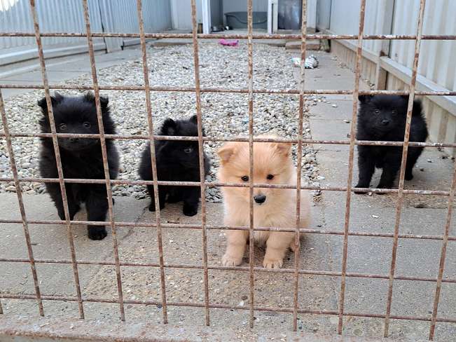 pfotenretterungarn Katinka (7)