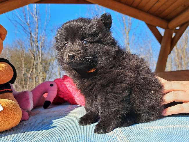 pfotenretterungarn Kelly (2)