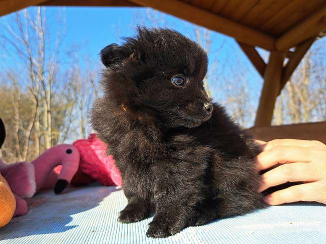 pfotenretterungarn Kelly (3)