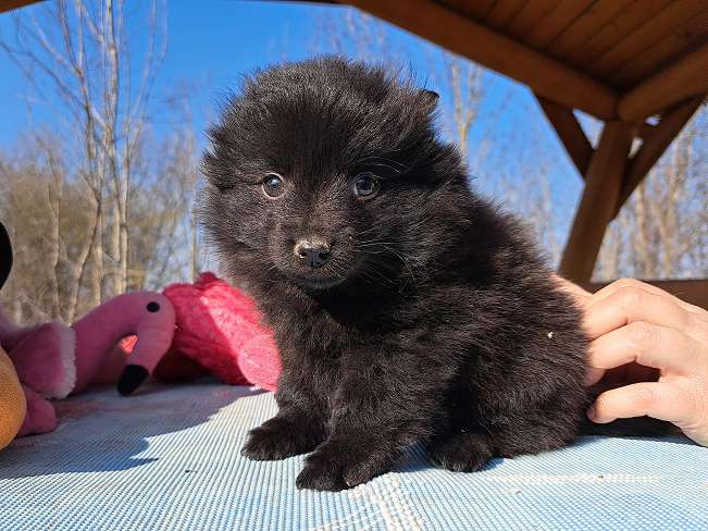 pfotenretterungarn Kelly (4)