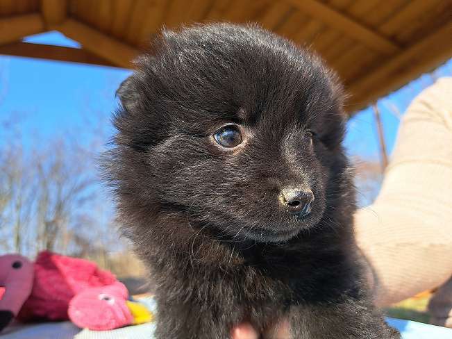 pfotenretterungarn Kelly (5)