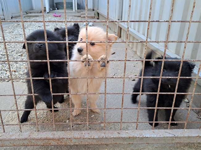 pfotenretterungarn Kelly (8)