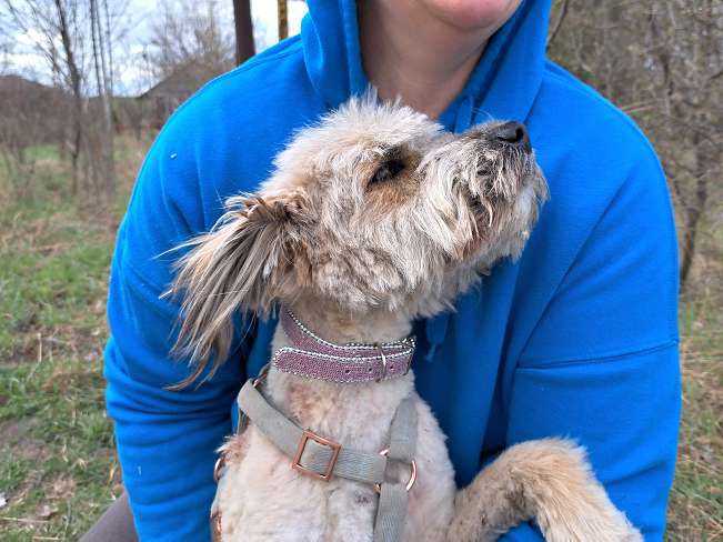 pfotenretterungarn Kiana (10)