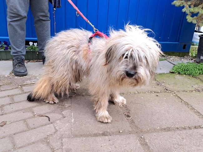 pfotenretterungarn Kiana (11)