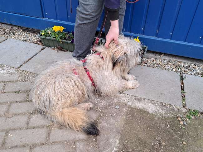 pfotenretterungarn Kiana (12)