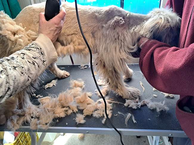 pfotenretterungarn Kiana (13)