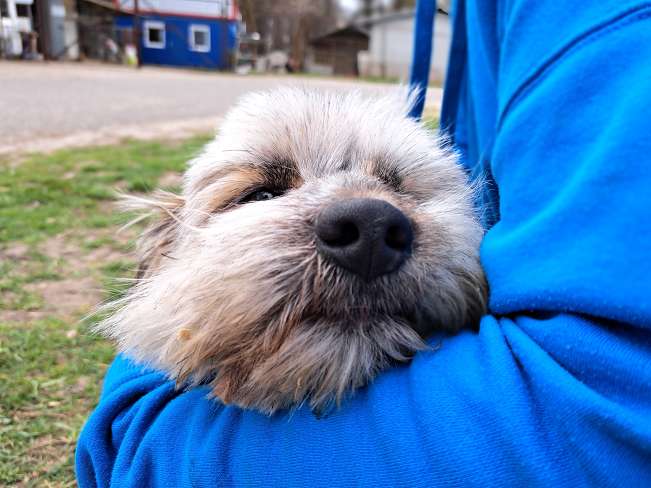 pfotenretterungarn Kiana (5)