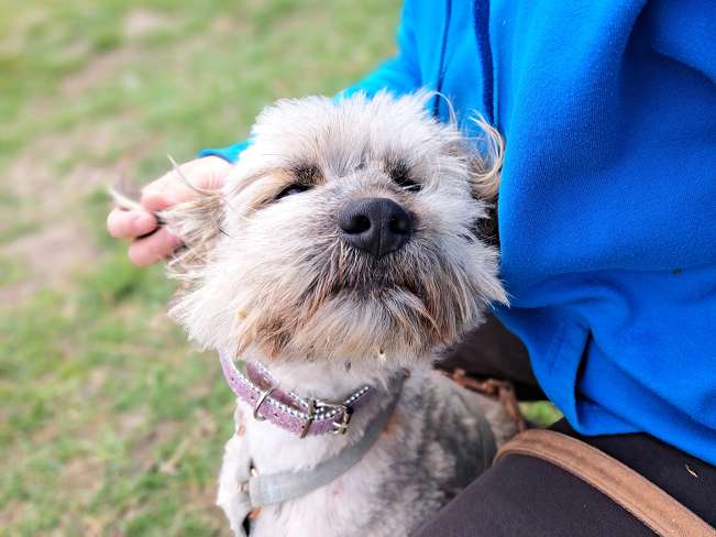 pfotenretterungarn Kiana (6)