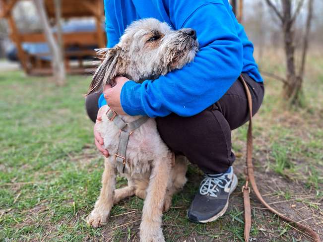 pfotenretterungarn Kiana (7)