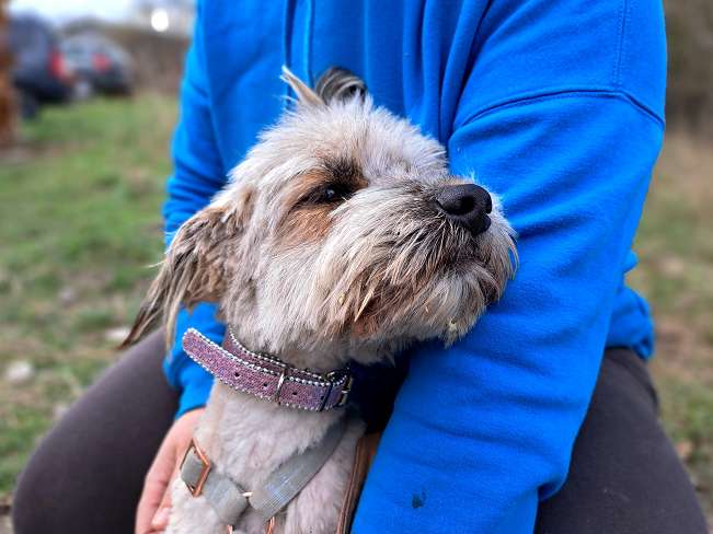 pfotenretterungarn Kiana (8)