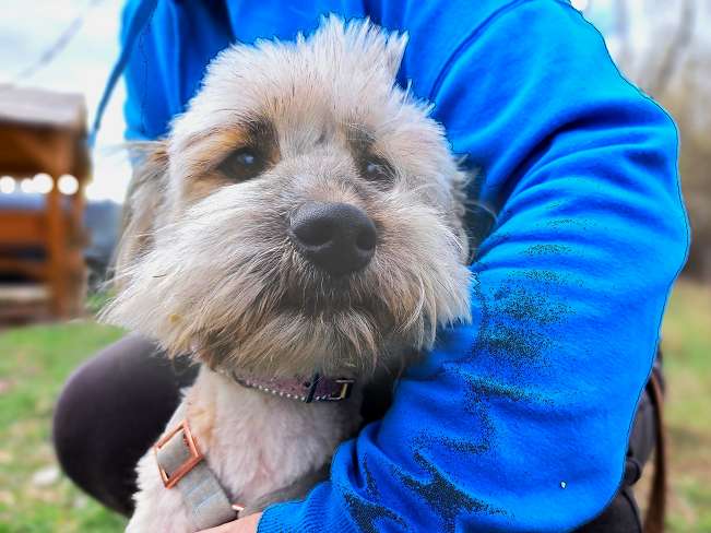 pfotenretterungarn Kiana (9)