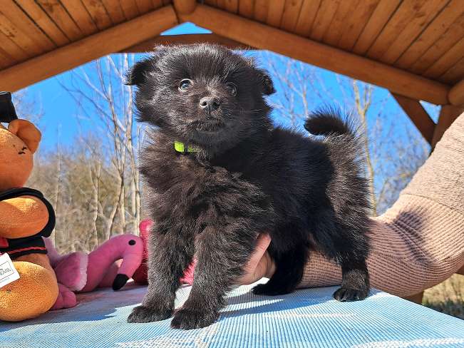 pfotenretterungarn Kimmy (2)