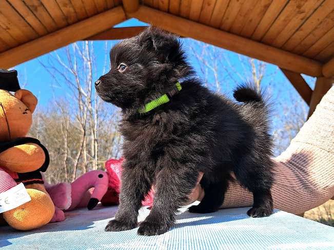 pfotenretterungarn Kimmy (3)