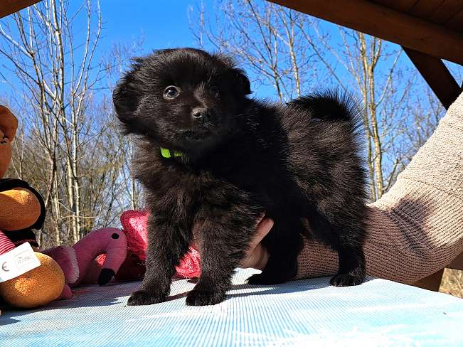 pfotenretterungarn Kimmy (4)