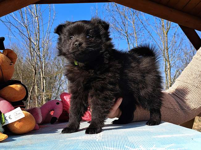 pfotenretterungarn Kimmy (5)