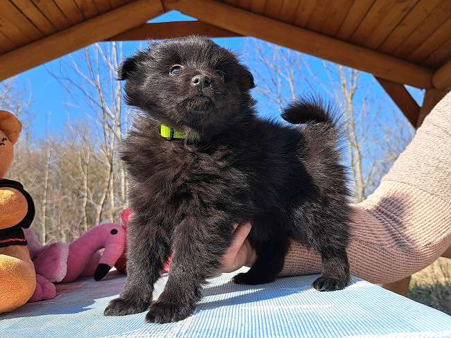 pfotenretterungarn Kimmy (7)