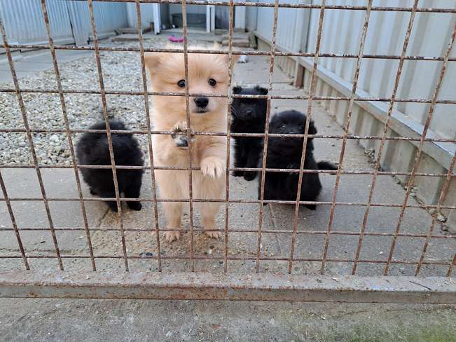 pfotenretterungarn Kjell (10)