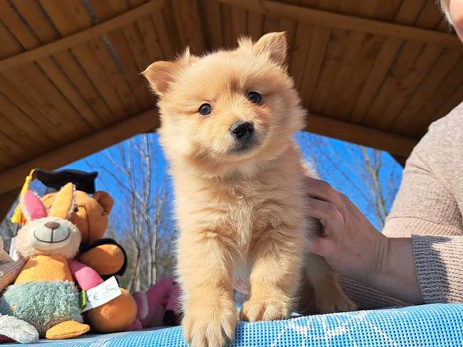 pfotenretterungarn Kjell (2)