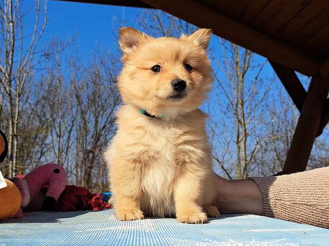 pfotenretterungarn Kjell (3)