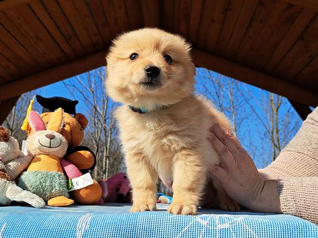 pfotenretterungarn Kjell (5)