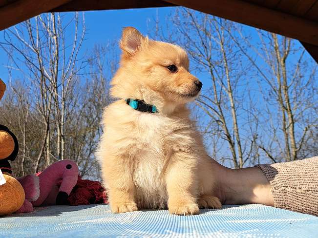 pfotenretterungarn Kjell (6)