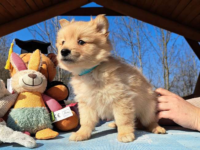 pfotenretterungarn Kjell (7)