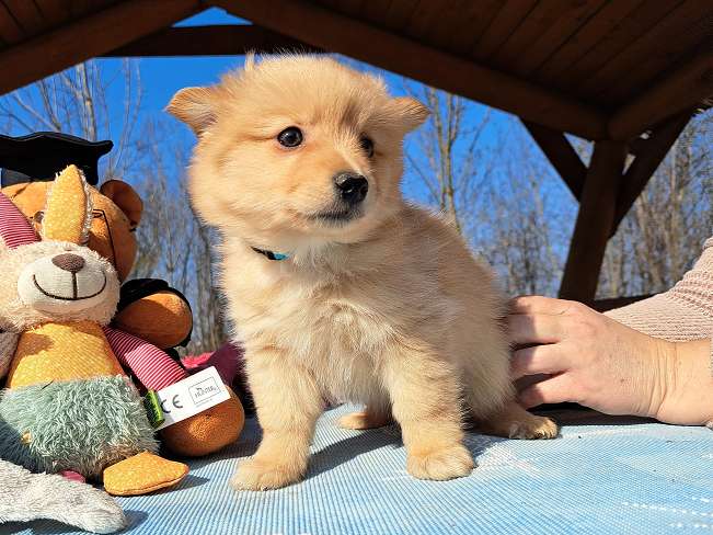 pfotenretterungarn Kjell (8)