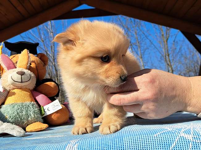 pfotenretterungarn Kjell (9)