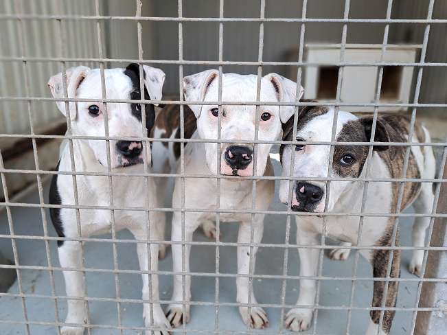 pfotenretterungarn Lindsay (11)