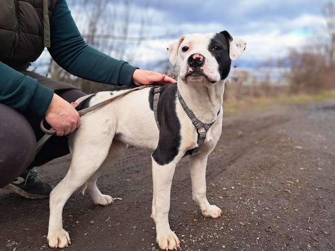 pfotenretterungarn Lindsay (2)