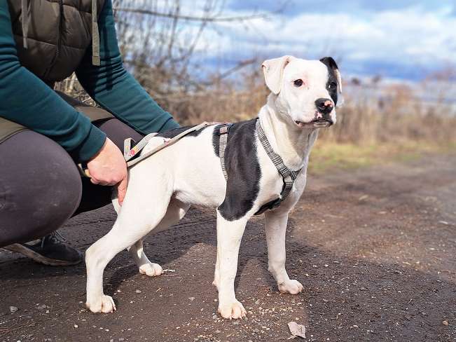 pfotenretterungarn Lindsay (3)