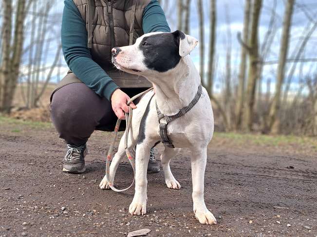 pfotenretterungarn Lindsay (4)