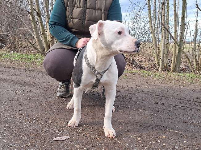 pfotenretterungarn Lindsay (5)