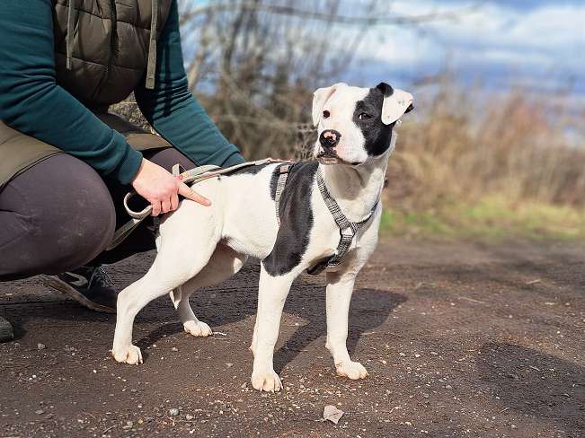 pfotenretterungarn Lindsay (8)