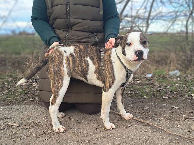 pfotenretterungarn Loretta (1)