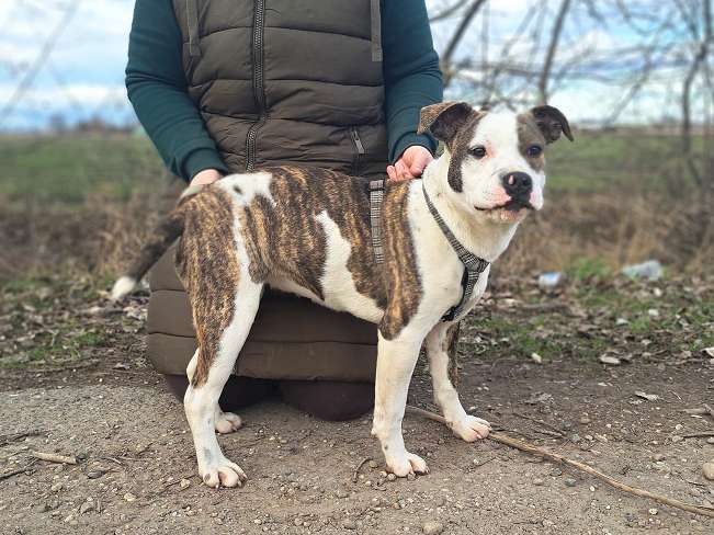 pfotenretterungarn Loretta (10)