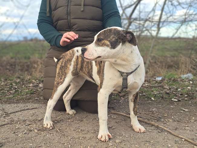 pfotenretterungarn Loretta (11)