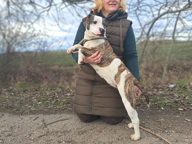 pfotenretterungarn Loretta (13)