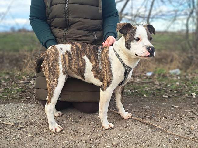 pfotenretterungarn Loretta (14)