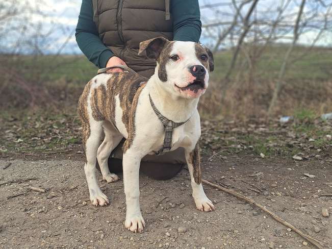 pfotenretterungarn Loretta (3)