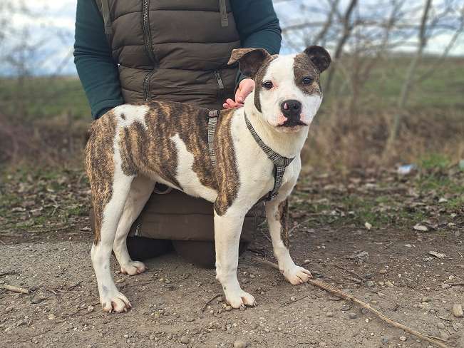 pfotenretterungarn Loretta (4)